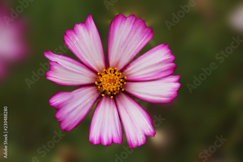  purple daisy on an isolated brown background