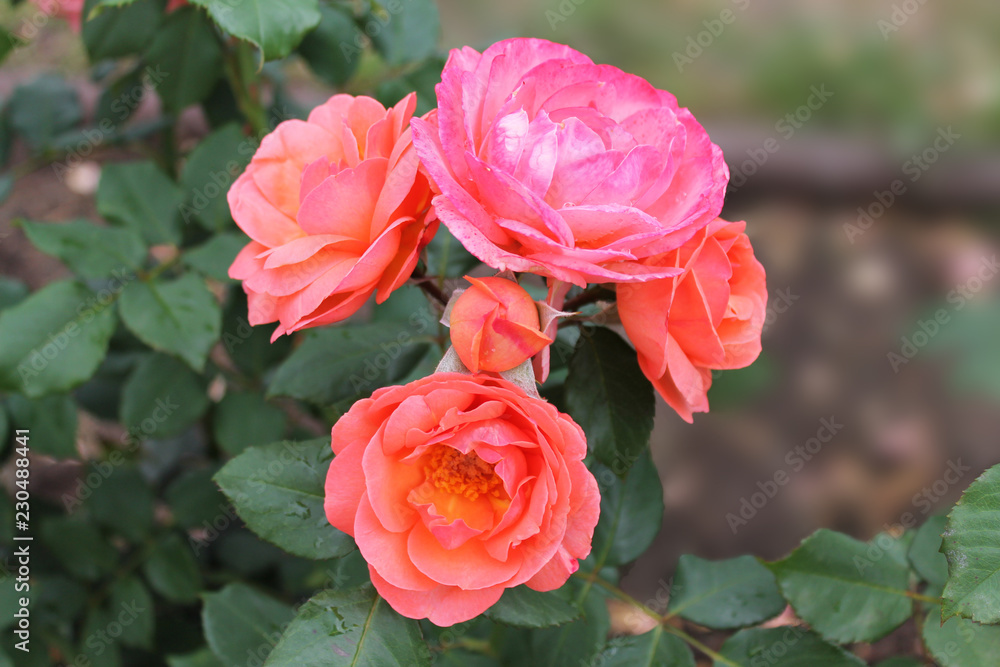  Closeup of beautiful red rose flower. Rose flower in the summer garden. Summer flower of red rose blooming in the summer garden