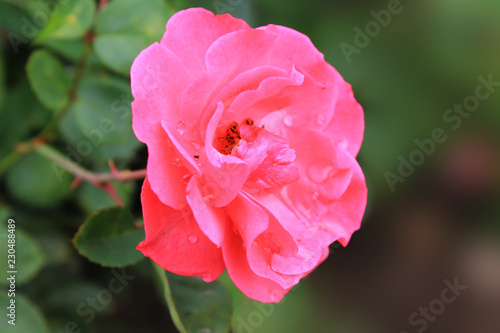  cup-shaped flowers of dense pink color  rose of deep pink color  rose grade heidetraum  semi-double