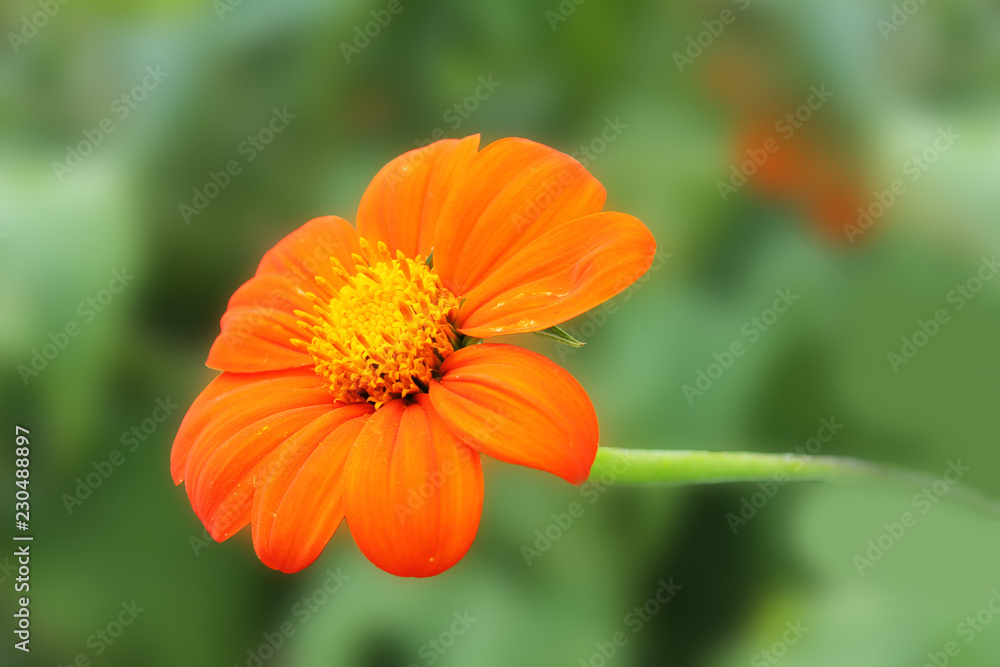 Chinese chrysontemus burn brightly with a magnificent flame in the rays of the summer sun. Chinese Chrysontemum on an isolated green background Chinese chrysontemus burn brightly with a magnificent flame in the rays of the summer sun. Chinese Chrysontemum on an isolated green background