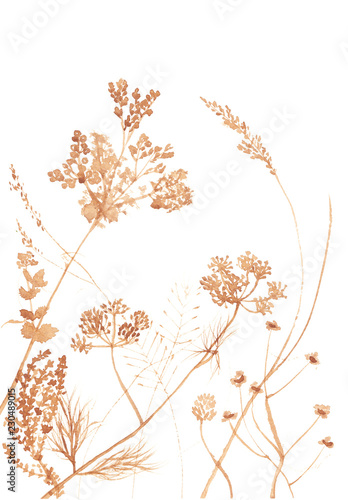 Watercolor fresh kitchen herbs silhouette set in sepia color on white background. © Lelakordrawings