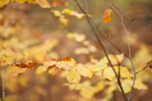 Autumn Leaves © Christian Unger