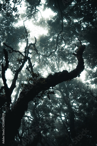 tenerife, Tenriffa, Hiking, green, urlaub, wandern, landscapes,  tree, cloud, view, trip, sky, sunset, nuture, sun, mountains, adventure, sea, sand, blue, water, outdoor, wave,