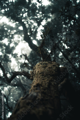 tenerife, Tenriffa, Hiking, green, urlaub, wandern, landscapes,  tree, cloud, view, trip, sky, sunset, nuture, sun, mountains, adventure, sea, sand, blue, water, outdoor, wave,