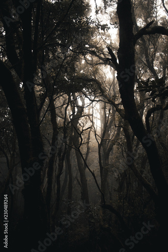 tenerife, Tenriffa, Hiking, green, urlaub, wandern, landscapes,  tree, cloud, view, trip, sky, sunset, nuture, sun, mountains, adventure, sea, sand, blue, water, outdoor, wave,