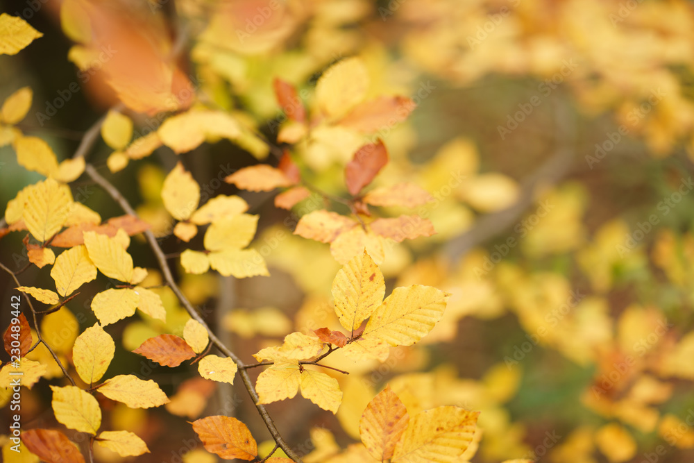 Autumn Leaves Autumn Leaves