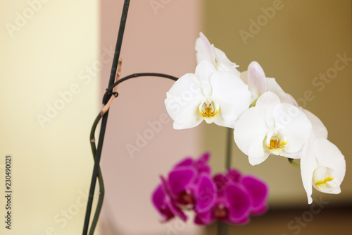 Beautiful white purple pink orchids