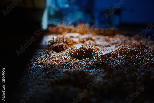 Soy Bean Seed before crack. Shallow dof. photo