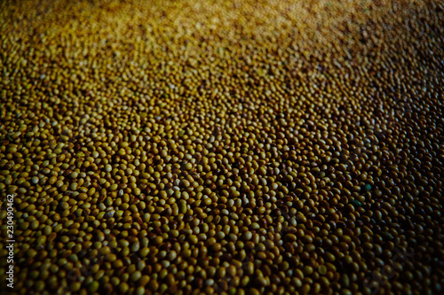 Soy Bean Seed before crack. Shallow dof. photo