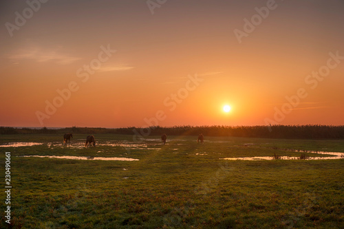 Fototapeta Naklejka Na Ścianę i Meble -  Sonnenaufgang am Bodden auf Fischland