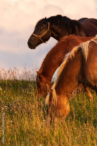 Fototapeta Naklejka Na Ścianę i Meble -  Beautiful horses grazing in lush green pasture outdoors summer on green field