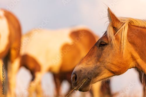 Fototapeta Naklejka Na Ścianę i Meble -  Portrait of a horse standing with his back to the sun at sunset on the field