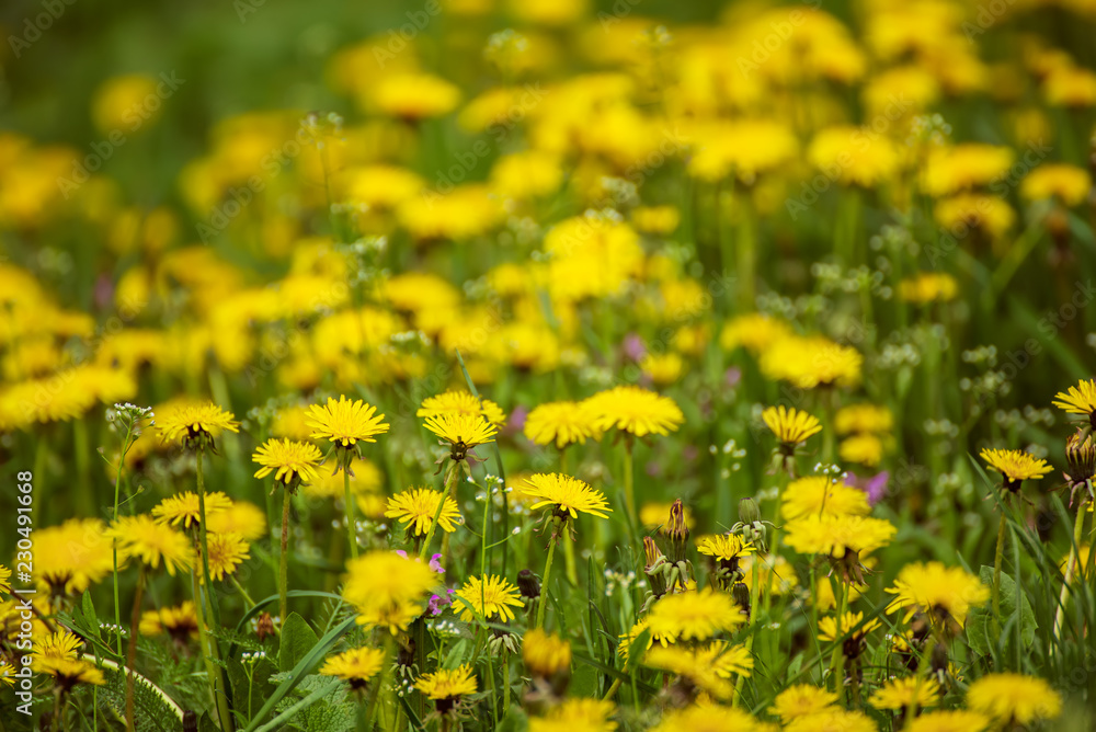 Dandelion yellow flower growing on the green meadow in spring time, natoral seasonal floral background with copy space