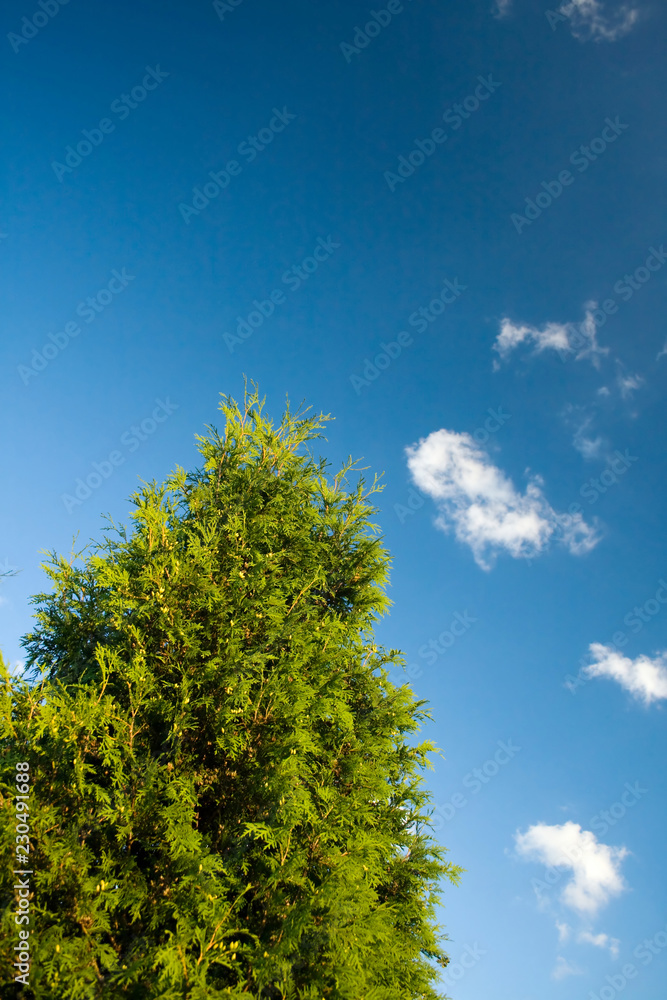 Obraz premium green tree and blue sky