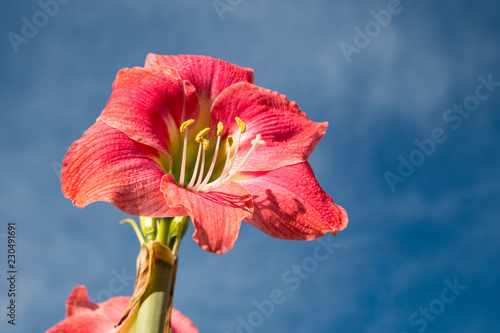 Pink Cream Amaryllis belladonna lily flower with blue sky background