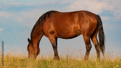 Portrait of a horse standing with his back to the sun at sunset on the field and sky background
