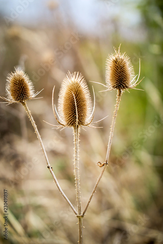 Wilde Karde, Dipsacus fullonum, Distel  photo