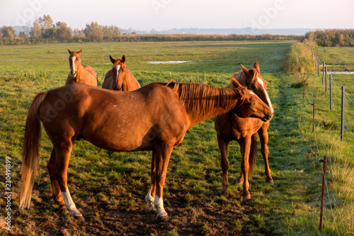 Fototapeta Naklejka Na Ścianę i Meble -  Pferde in der Morgendämmerung auf Fischland