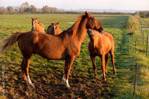 Fototapeta Naklejka Na Ścianę i Meble -  Pferde in der Morgendämmerung auf Fischland