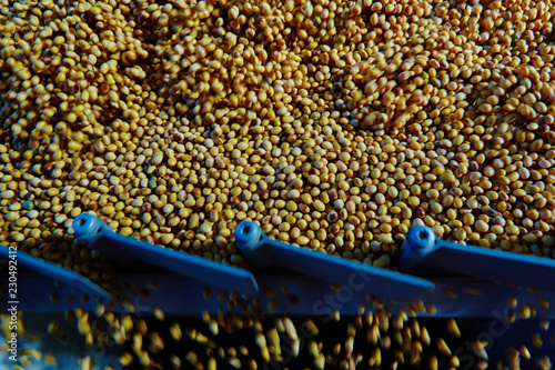 Soy Bean Seed before crack. Shallow dof. photo