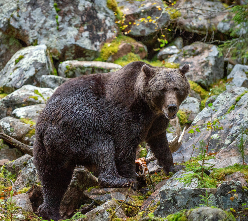 Obraz premium Bear on a rocks. A brown bear in the autumn forest. Adult Big Brown Bear Male. Scientific name: Ursus arctos.