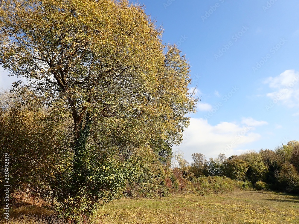 Autumn scene on Chorleywood Common, Hertfordshire