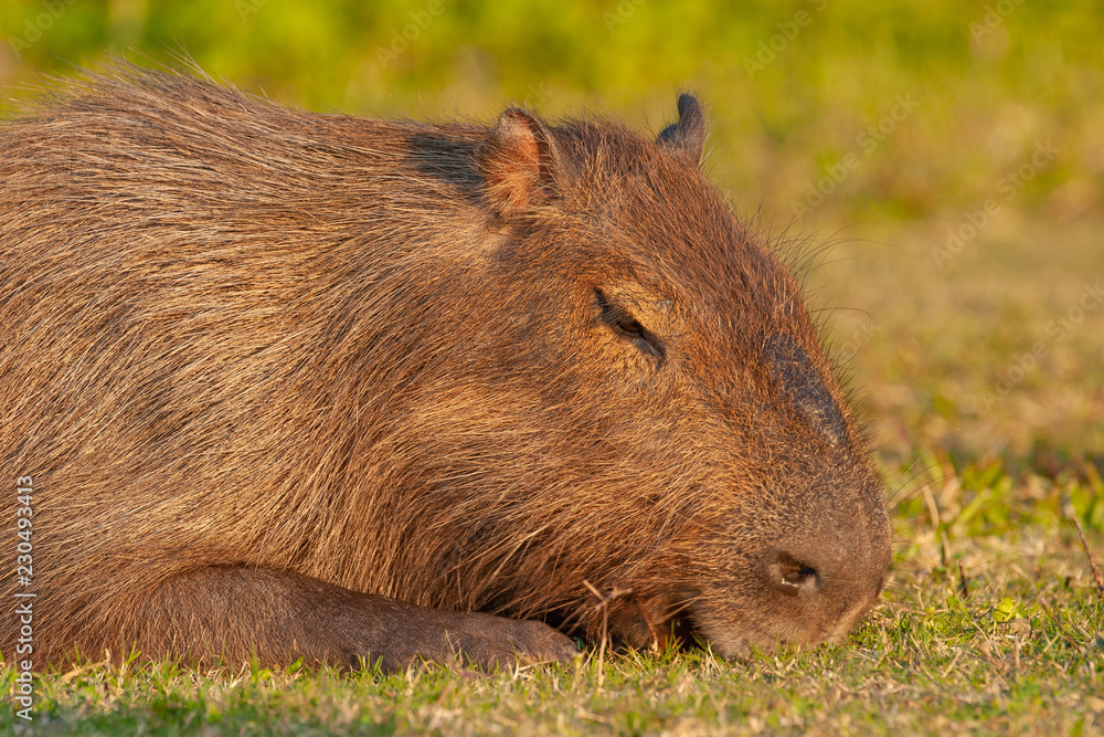 capybara for sale philippines