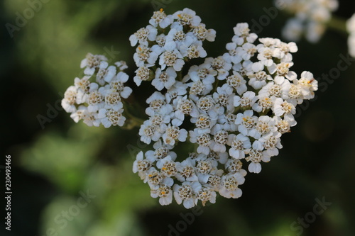 White Flower photo