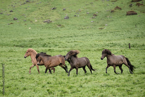 Herd of icelandic chestnut horses riding on the green meadow in Iceland © Roxana