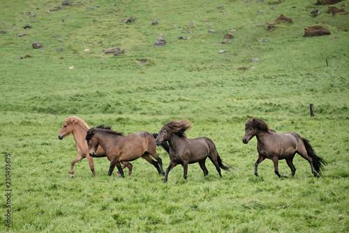 Herd of icelandic chestnut horses riding on the green meadow in Iceland