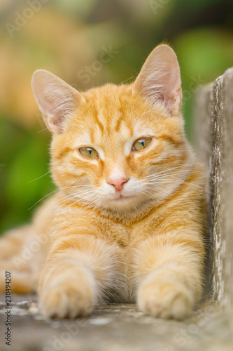 A beautiful young orange cat lying on a concrete stairway in the courtyard, blurred green background