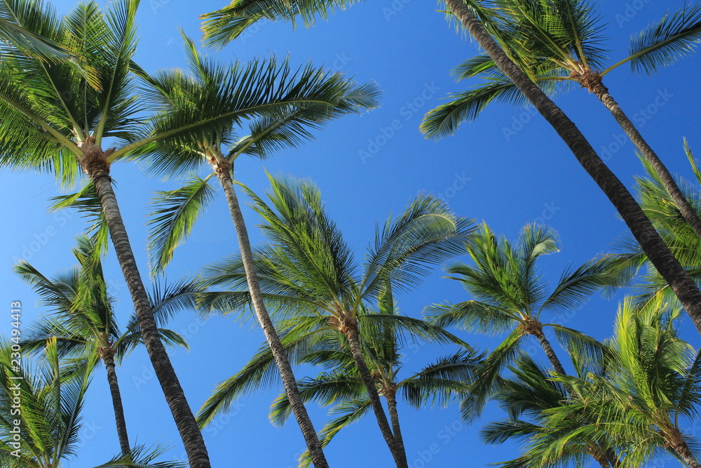 palme tropicali su cielo azzurro palme tropicali su cielo azzurro