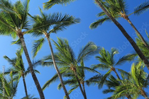 palme tropicali su cielo azzurro