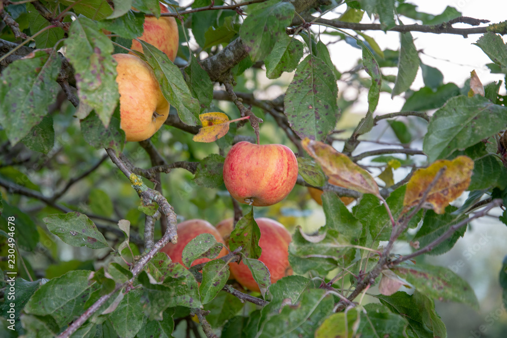 Autumn appes on treee