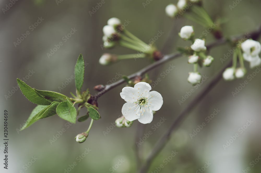 Blossoming of cherry flowers in spring time with green leaves and copyspace, macro Blossoming of cherry flowers in spring time with green leaves and copyspace, macro