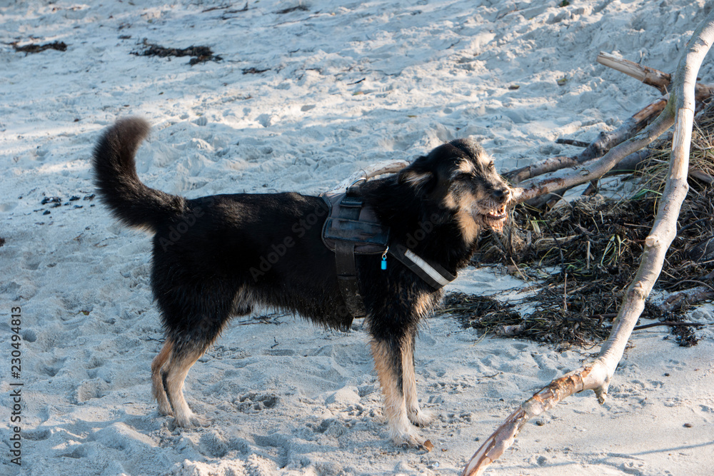 Hund am Weststrand auf dem Darß Hund am Weststrand auf dem Darß