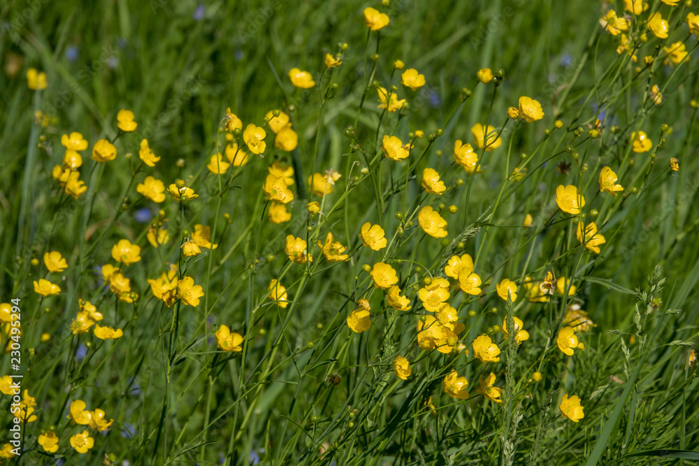 Buttercup flowers on the meadow