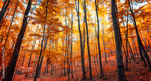 vivid autumn forest © babaroga