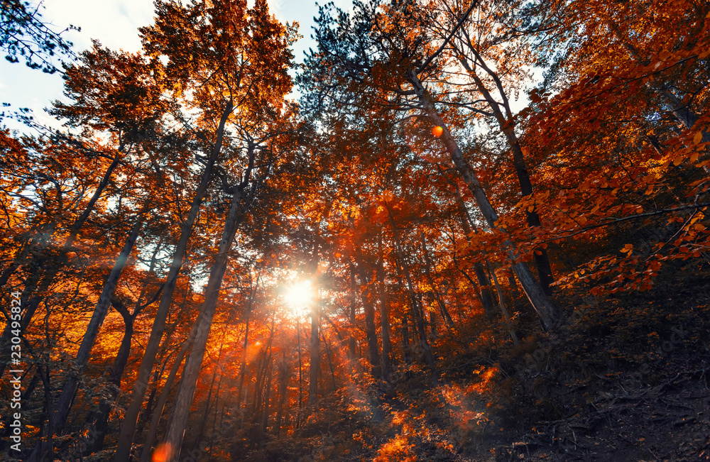 sun rays in autumn forest 