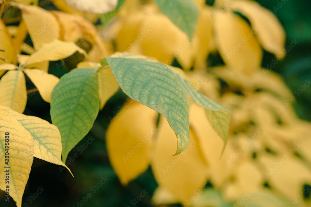 Beautiful autumn landscape with yellow Branch and sun. Colorful Beautiful autumn landscape with yellow Branch and sun. Colorful