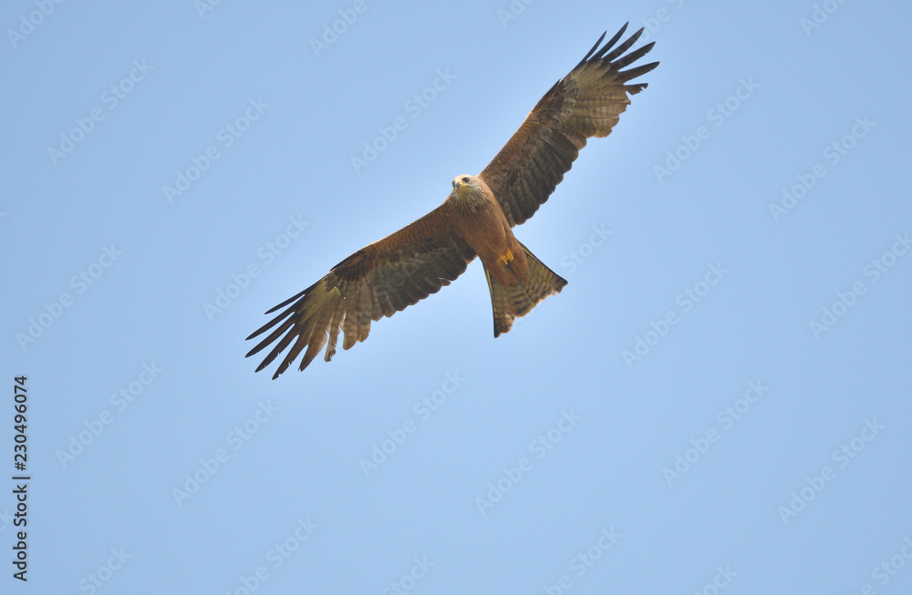 Obraz premium Schwarzmilan 