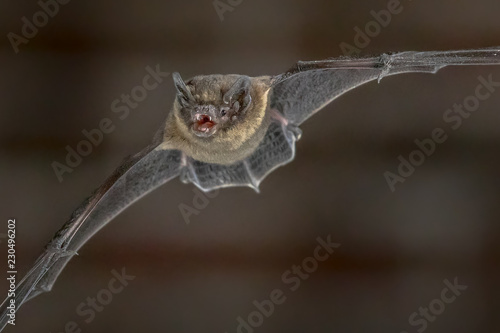 Flying Pipistrelle bat close up