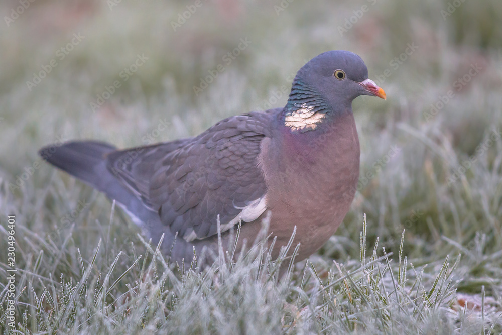 Wood pigeon foraging in rimed grass Wood pigeon foraging in rimed grass