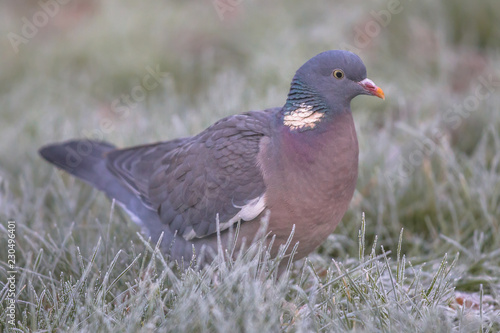Wood pigeon foraging in rimed grass