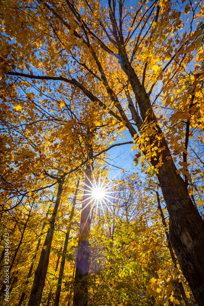 Obraz premium Falls beautiful Colourful trees of the Gatineau Hills.