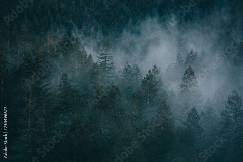 Aerial view of trees surrounded by misty clouds