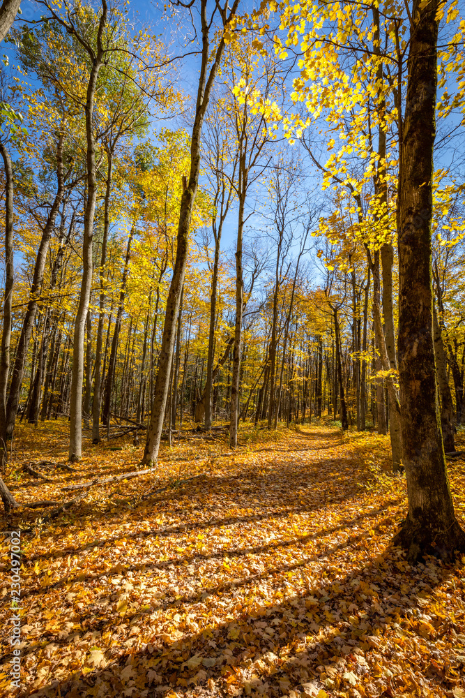 Obraz premium Falls beautiful Colourful trees of the Gatineau Hills.