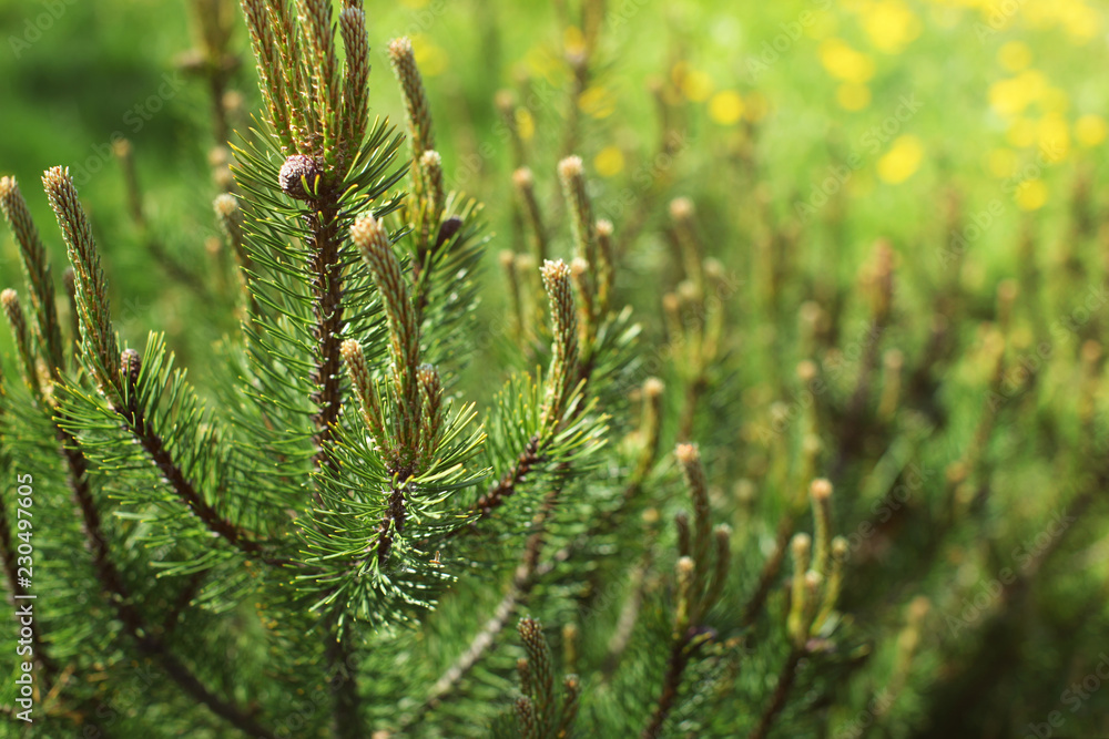 Shallow depth of field photo, young fir with blurred dandelions in back sun shining in background. Abstract spring forest background. Shallow depth of field photo, young fir with blurred dandelions in back sun shining in background. Abstract spring forest background.