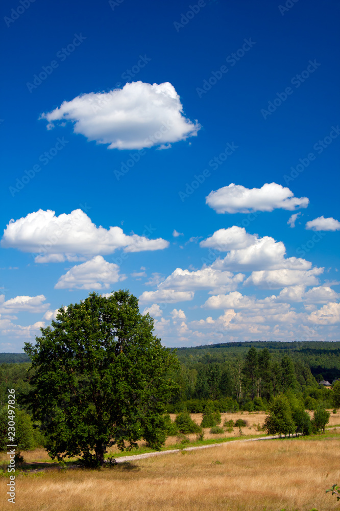 landscape with trees and blue sky