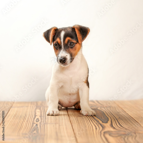 Jack Russell terrier puppy sitting on wooden boards, studio shot with white background. © Lubo Ivanko